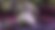 big_buck_bunny_08836